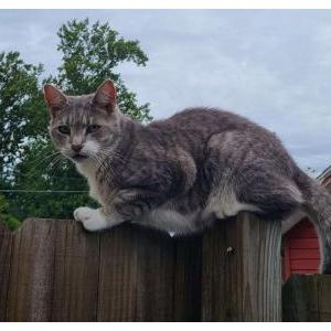 Image of Loki, Lost Cat