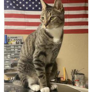 Image of Bardi, Lost Cat