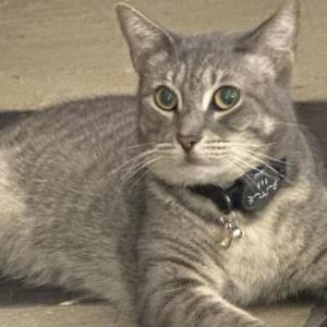 Lost Cat Jack