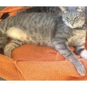 2nd Image of Jack, Lost Cat