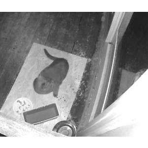 Image of Unknown, Found Cat