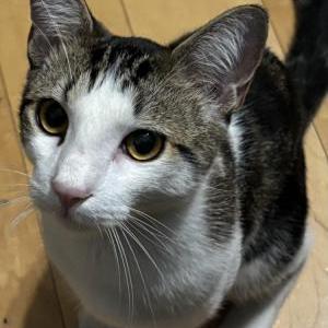 Lost Cat Lucky