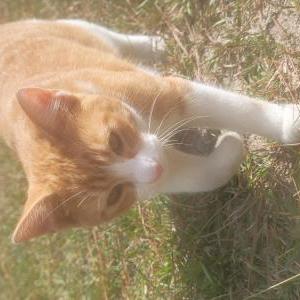 Image of Leo, Lost Cat