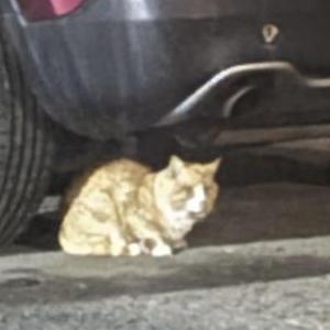 Image of Unknown, Found Cat