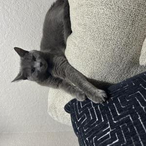 Lost Cat Luna