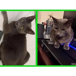 Lost Cat Simba