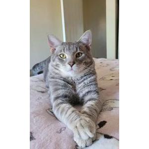 Lost Cat Wolfie
