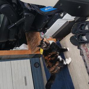 Image of Unknown, Found Cat