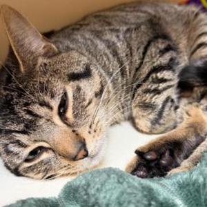 Image of Beebeez, Lost Cat