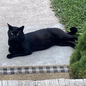 Image of Togo, Lost Cat