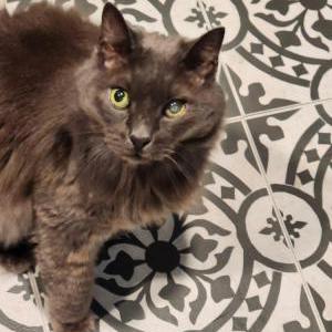 Image of Shadow, Lost Cat