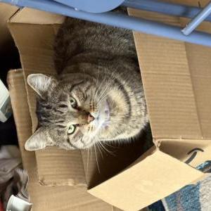 Image of Dweezil, Lost Cat