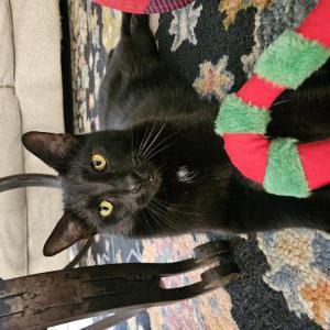 Lost Cat Marlon