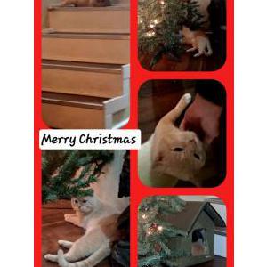 Lost Cat Kilo