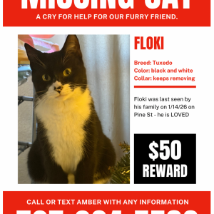Lost Cat Floki
