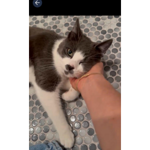 Lost Cat Kasper