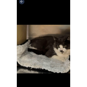 2nd Image of Kasper, Lost Cat