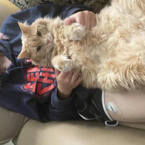 Image of Biggies, Lost Cat