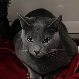 Image of Goose, Lost Cat