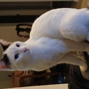 Found Cat Unknown