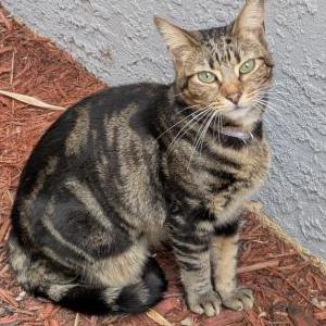 Lost Cat Lynxie