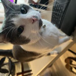 Lost Cat Handsome