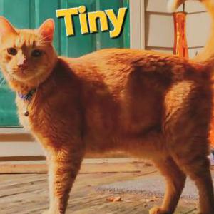 Image of Tiny Tommy, Lost Cat