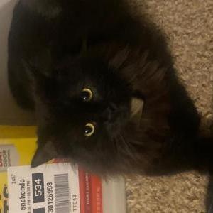 Lost Cat Mischief