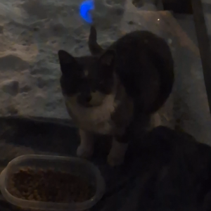 Found Cat Unknown
