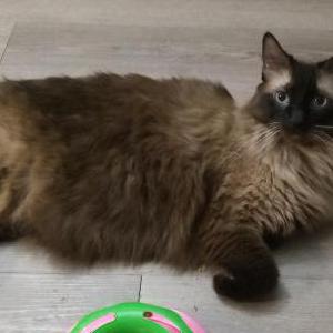Image of Bobo, Lost Cat