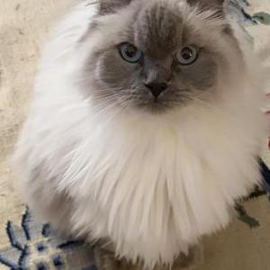 Image of Softie, Lost Cat