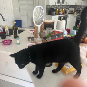 Image of Cindy, Lost Cat