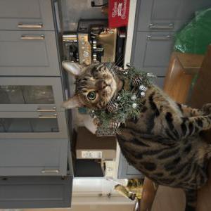 Lost Cat Mickey