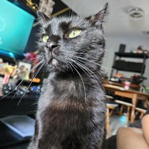 Lost Cat Bagheera