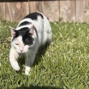 Lost Cat Coconut