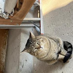 Image of Leo/Peanut/Pickles, Lost Cat