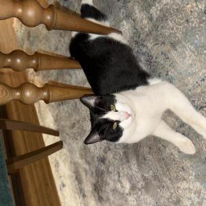 Lost Cat Erkek