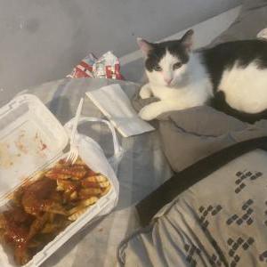 Lost Cat Uno