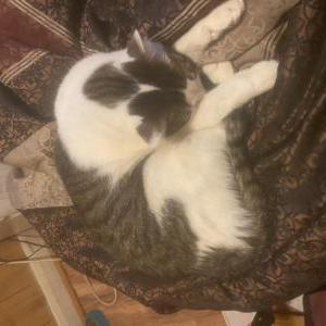 Lost Cat Diaz