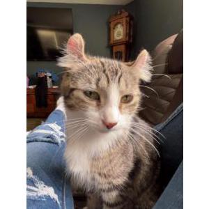 Lost Cat Ivy