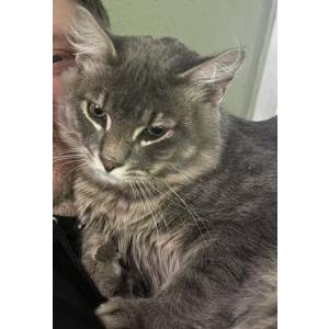 Lost Cat Grimace