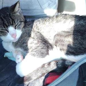 Lost Cat Monk
