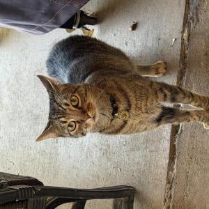 Lost Cat Rocket