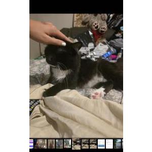 Lost Cat Mama