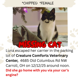 Image of Luna, Lost Cat
