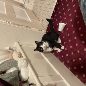 Lost Cat Sylvester