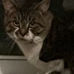 Image of Soichi, Lost Cat