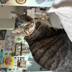 Lost Cat Oli