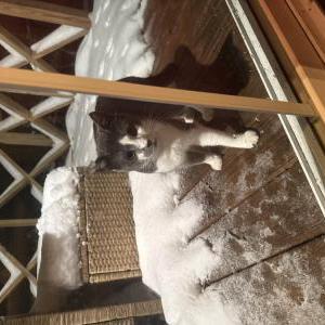 Image of Unknown, Found Cat