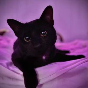 Lost Cat Justin Noodle